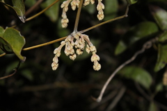 (c) Joe Dillon, some rights reserved (CC BY) Clematis foetida, photograph (c) Joe Dillon, some rights reserved (CC BY)