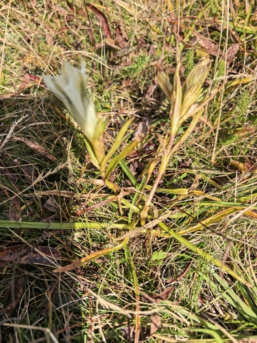 Gentiana algida, photograph 1