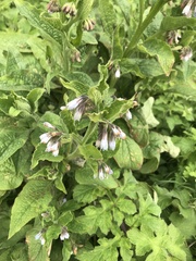 Symphytum × uplandicum