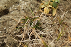 Carex breviculmis