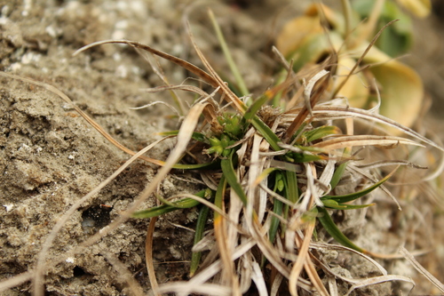 Carex breviculmis, photograph 1