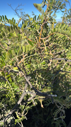Sophora chrysophylla, photograph 1