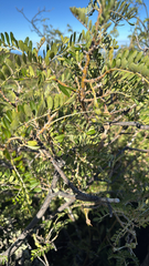 (c) Harrison Cole, some rights reserved (CC BY) Sophora chrysophylla, photograph (c) Harrison Cole, some rights reserved (CC BY)