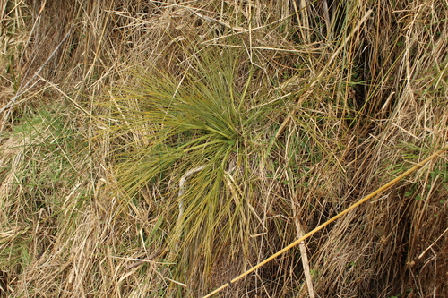Aciphylla squarrosa, photograph 1