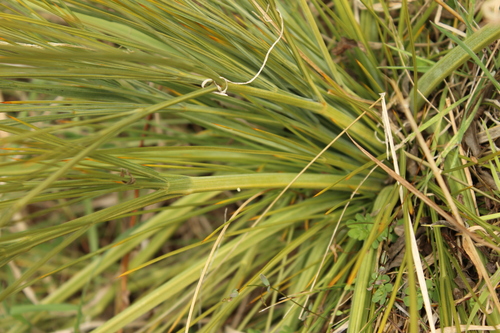 Aciphylla squarrosa, photograph 2