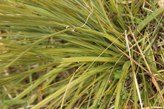 Aciphylla squarrosa, photograph (c) Joe Dillon, some rights reserved (CC BY)