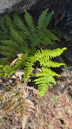 Pteridium aquilinum observed 2026-09-11