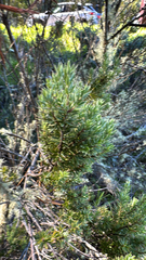 Leptecophylla tameiameiae, photograph (c) Harrison Cole, some rights reserved (CC BY)