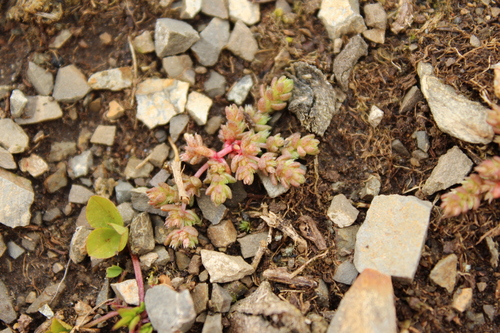 Crassula sieberiana