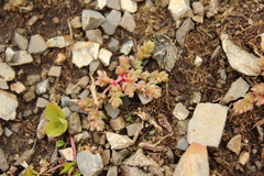 Crassula sieberiana
