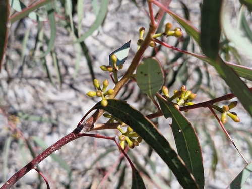 Mottled Gum