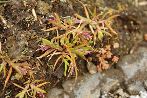 Poa infirma, photograph 6