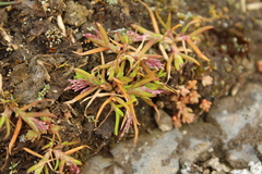 Poa infirma, photograph (c) Joe Dillon, some rights reserved (CC BY)