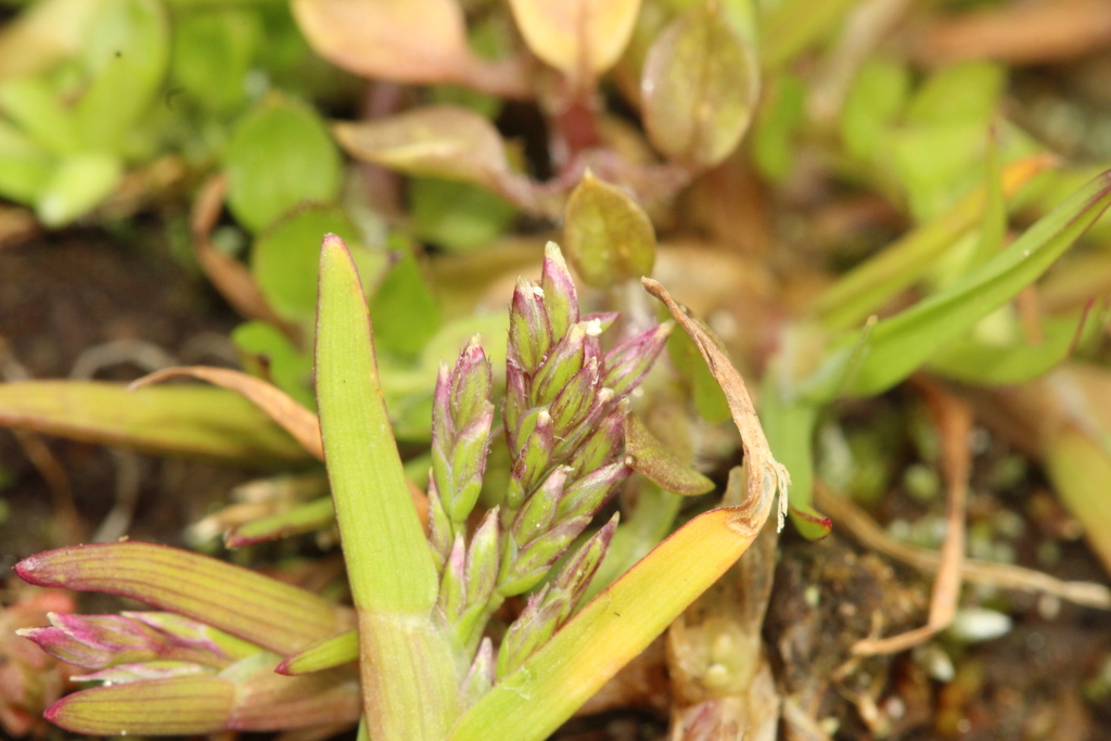 Poa infirma; photograph (c) Joe Dillon, some rights reserved (CC BY)