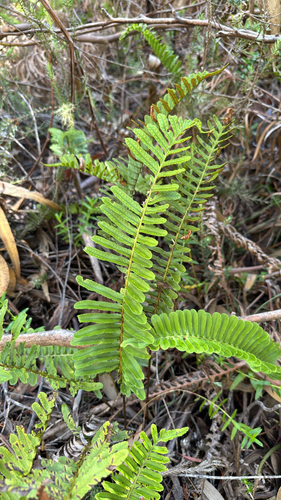 Polypodium pellucidum observed 2026-09-11