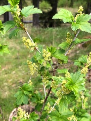Ribes alpinum