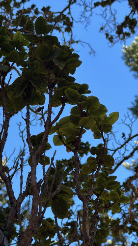 Metrosideros polymorpha, photograph 1