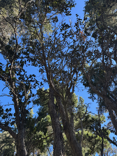 Metrosideros polymorpha, photograph 2