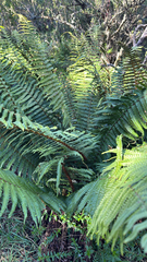 Dryopteris wallichiana