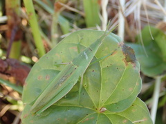 Atractomorpha lata