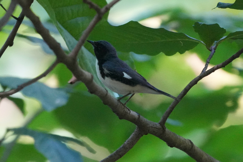Black-throated Blue Warbler