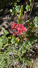 Vaccinium reticulatum