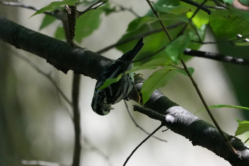 Black-and-white Warbler
