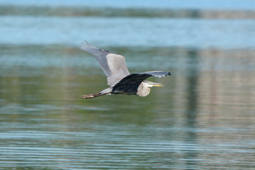 Great Blue Heron
