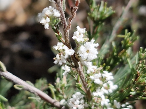 Small-leafed White Beard