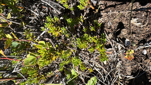 Coprosma ernodeoides observed 2026-09-11