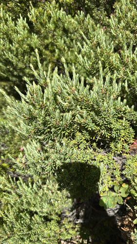 Leptecophylla tameiameiae