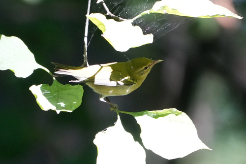 Tennessee Warbler
