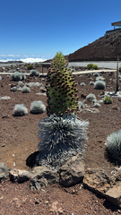 Argyroxiphium sandwicense