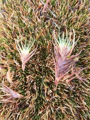 Oreobolus pectinatus