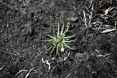 Phemeranthus napiformis