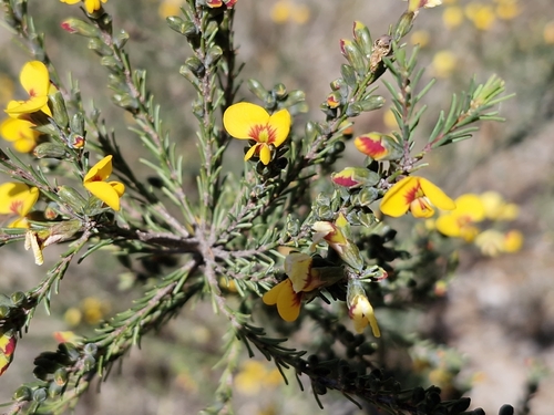 Dillwynia glaucula