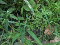 Paspalum repens