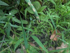 Paspalum repens, photograph (c) Ryan Sorrells, some rights reserved (CC BY)
