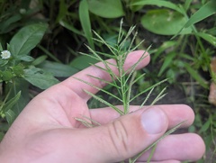 Paspalum repens, photograph (c) Ryan Sorrells, some rights reserved (CC BY)