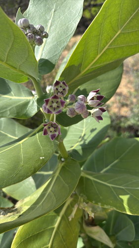 Calotropis procera observed 2026-09-11