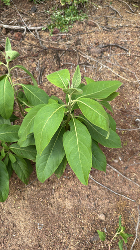 Pluchea carolinensis, photograph 5