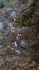 Streptanthus glandulosus secundus