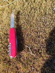 Oreobolus pectinatus