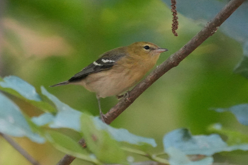 Bay-breasted Warbler