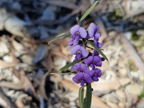 common hovea