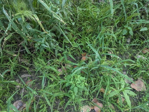 Paspalum repens, photograph 3