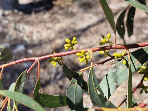 Eucalyptus mannifera observed 2026-09-12