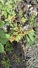 Waltheria indica, photograph (c) Harrison Cole, some rights reserved (CC BY)