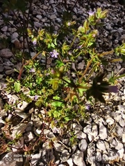 Campanula erinus