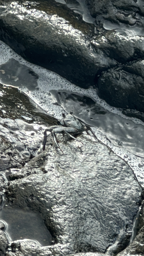 Thin-shelled Rock Crab
